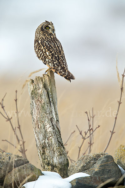 Sumpfohreule (Asio flammeus)