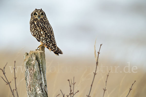 Sumpfohreule (Asio flammeus)