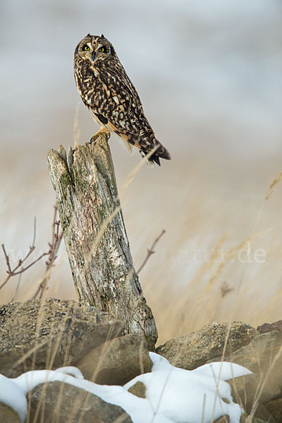 Sumpfohreule (Asio flammeus)