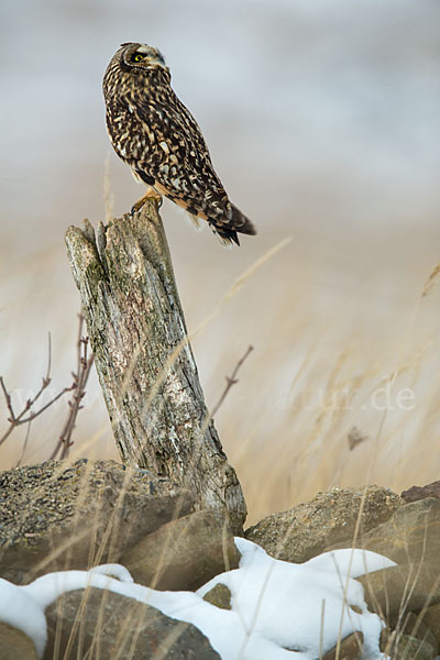 Sumpfohreule (Asio flammeus)