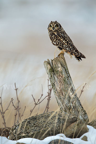 Sumpfohreule (Asio flammeus)