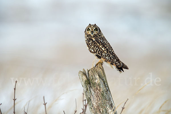 Sumpfohreule (Asio flammeus)