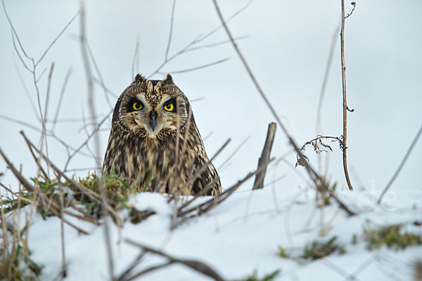 Sumpfohreule (Asio flammeus)