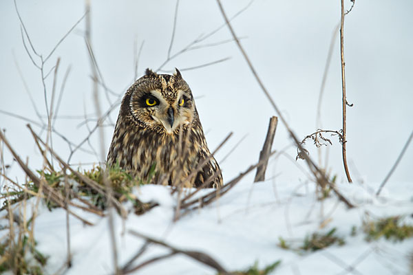 Sumpfohreule (Asio flammeus)