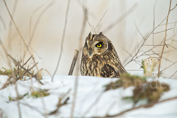 Sumpfohreule (Asio flammeus)