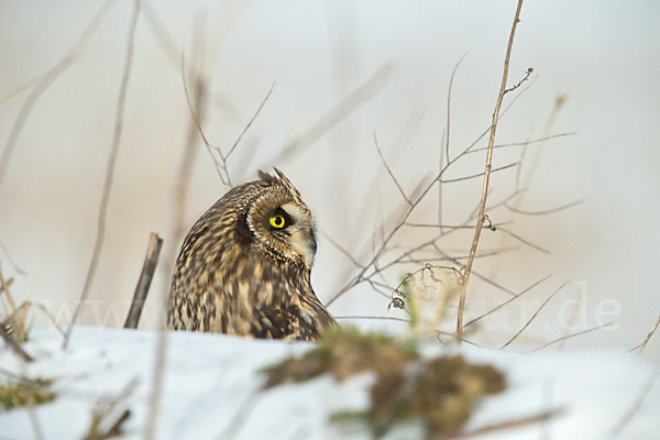 Sumpfohreule (Asio flammeus)