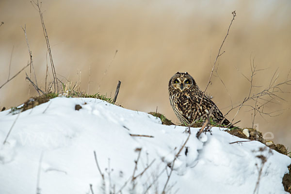 Sumpfohreule (Asio flammeus)