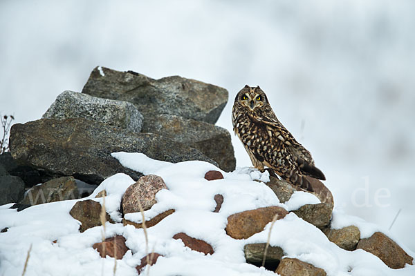 Sumpfohreule (Asio flammeus)