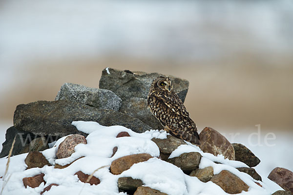 Sumpfohreule (Asio flammeus)