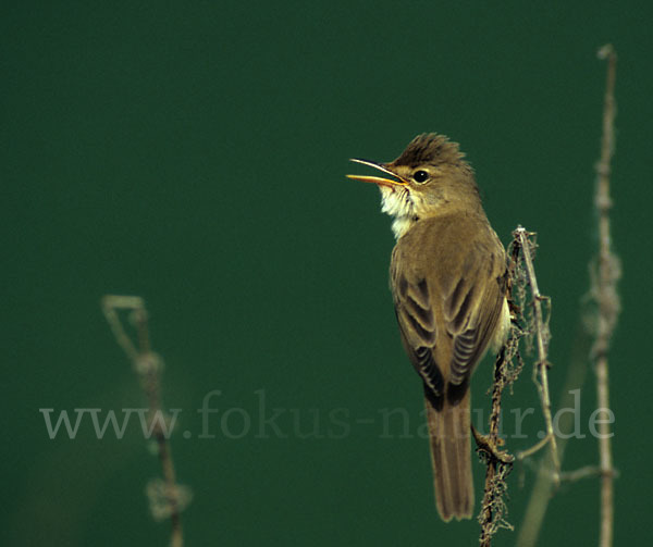 Sumpfrohrsänger (Acrocephalus palustris)