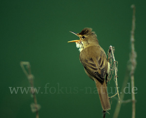 Sumpfrohrsänger (Acrocephalus palustris)