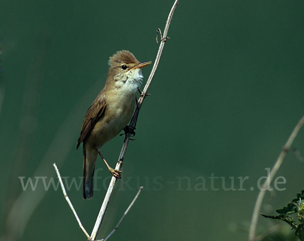 Sumpfrohrsänger (Acrocephalus palustris)