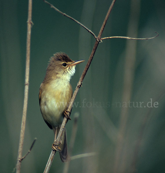 Sumpfrohrsänger (Acrocephalus palustris)