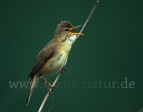 Sumpfrohrsänger (Acrocephalus palustris)