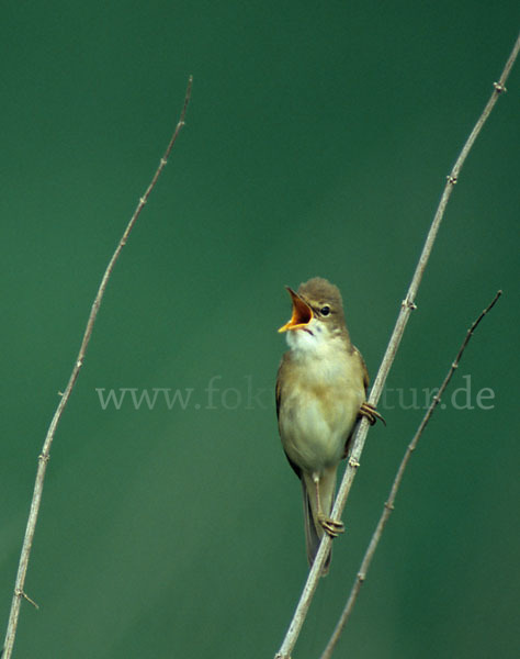 Sumpfrohrsänger (Acrocephalus palustris)