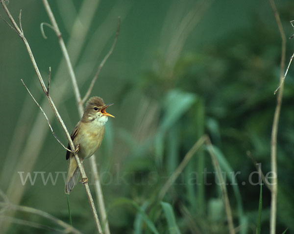 Sumpfrohrsänger (Acrocephalus palustris)