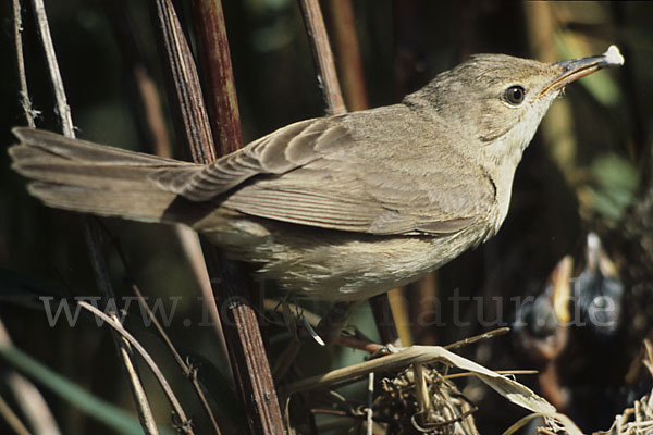 Sumpfrohrsänger (Acrocephalus palustris)