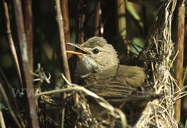 Sumpfrohrsänger (Acrocephalus palustris)