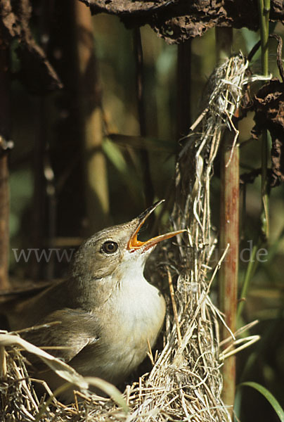 Sumpfrohrsänger (Acrocephalus palustris)