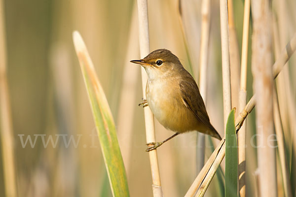 Sumpfrohrsänger (Acrocephalus palustris)