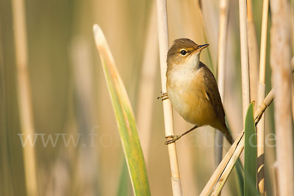 Sumpfrohrsänger (Acrocephalus palustris)