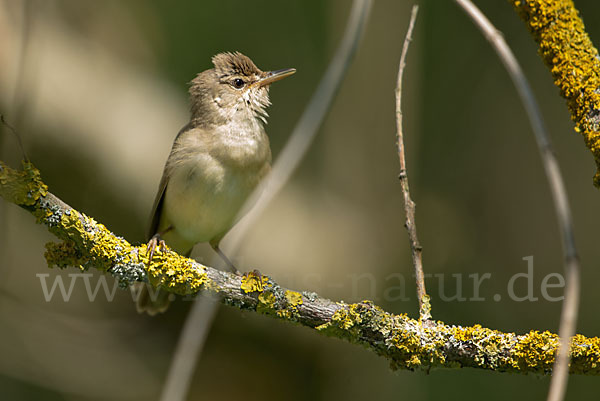 Sumpfrohrsänger (Acrocephalus palustris)