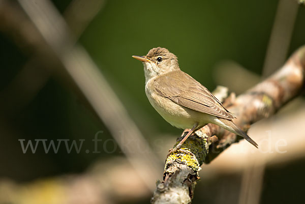 Sumpfrohrsänger (Acrocephalus palustris)