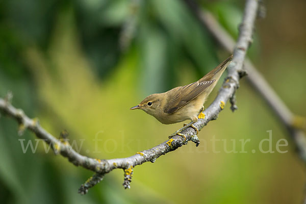 Sumpfrohrsänger (Acrocephalus palustris)