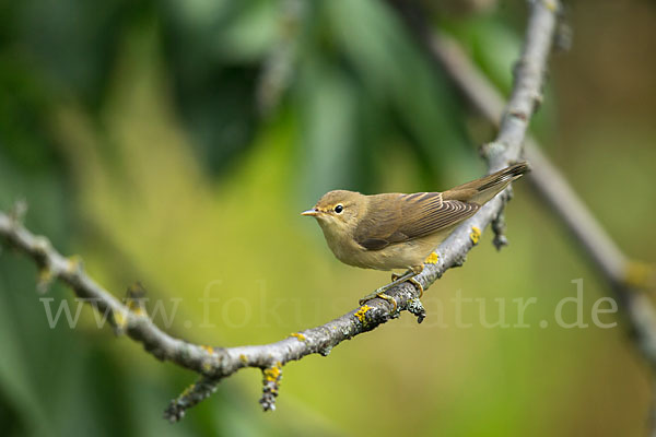 Sumpfrohrsänger (Acrocephalus palustris)