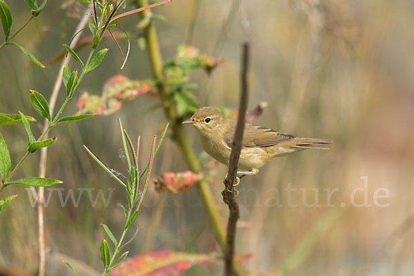 Sumpfrohrsänger (Acrocephalus palustris)