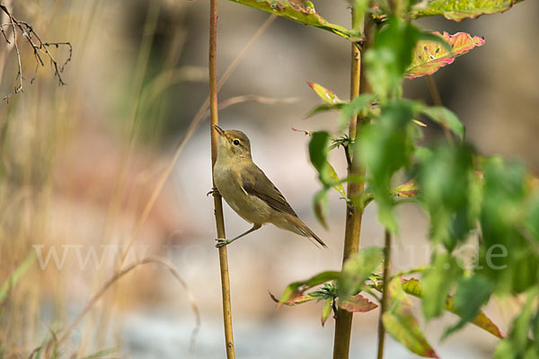 Sumpfrohrsänger (Acrocephalus palustris)