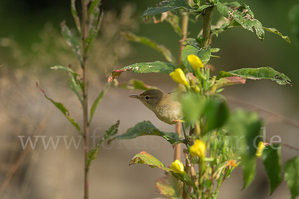 Sumpfrohrsänger (Acrocephalus palustris)