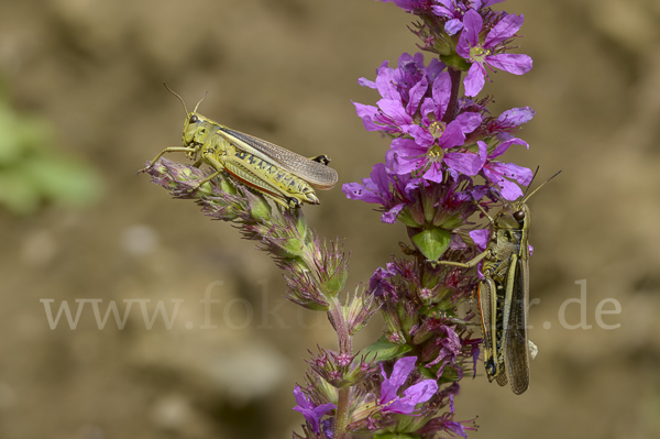 Sumpfschrecke (Stethophyma grossum)