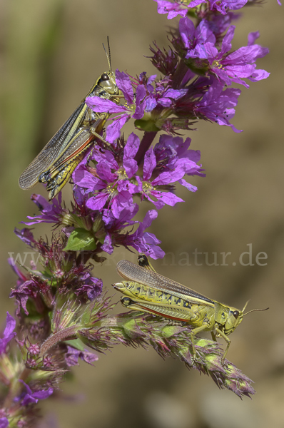 Sumpfschrecke (Stethophyma grossum)