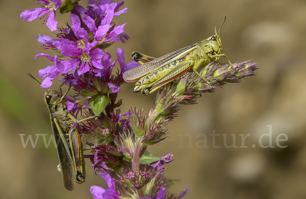 Sumpfschrecke (Stethophyma grossum)