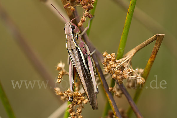 Sumpfschrecke (Stethophyma grossum)