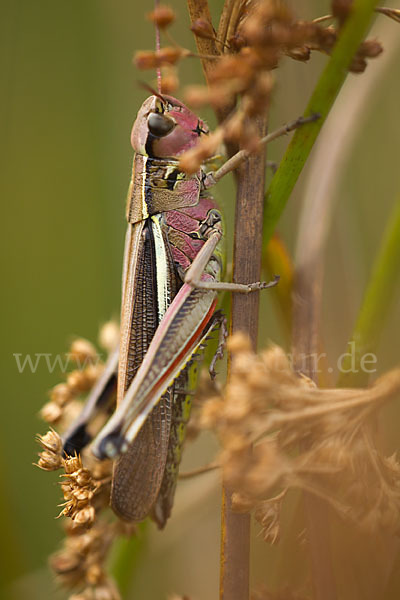 Sumpfschrecke (Stethophyma grossum)