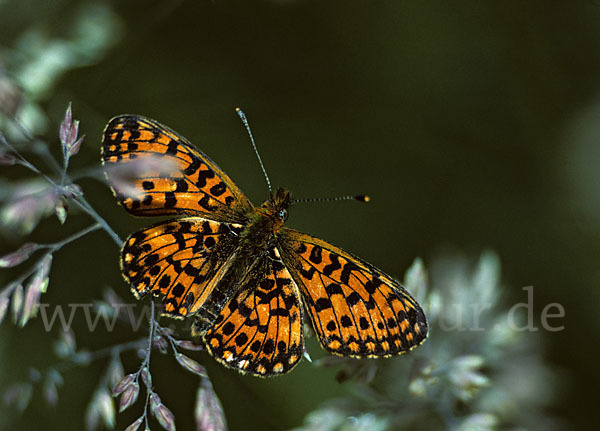 Sumpfwiesen-Perlmutterfalter (Boloria selene)