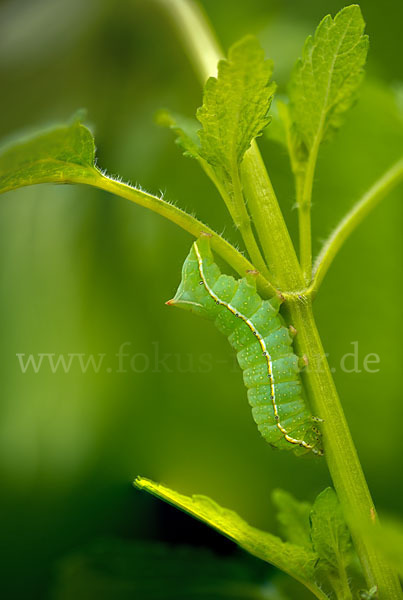 Svenssons Pyramideneule (Amphipyra berbera)