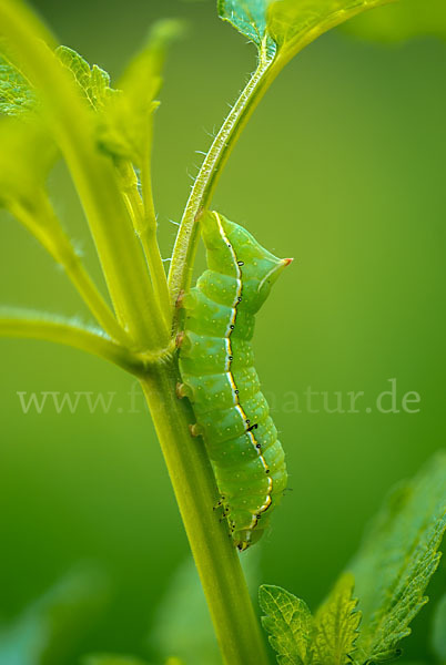 Svenssons Pyramideneule (Amphipyra berbera)