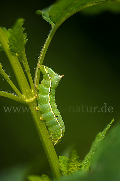 Svenssons Pyramideneule (Amphipyra berbera)