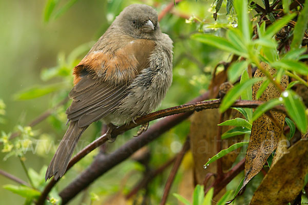 Swainsonsperling (Passer swainsonii)