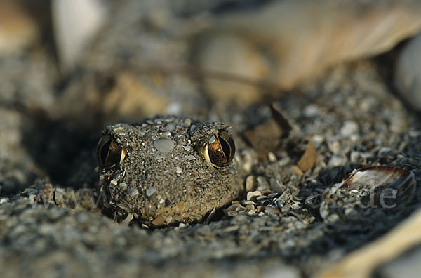 Syrische Schaufelkröte (Pelobates syriacus)