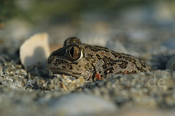 Syrische Schaufelkröte (Pelobates syriacus)