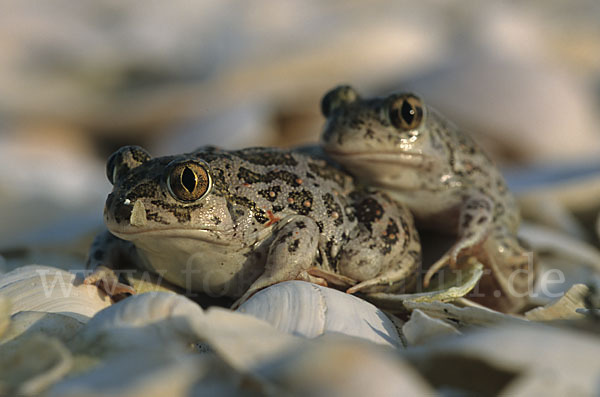 Syrische Schaufelkröte (Pelobates syriacus)