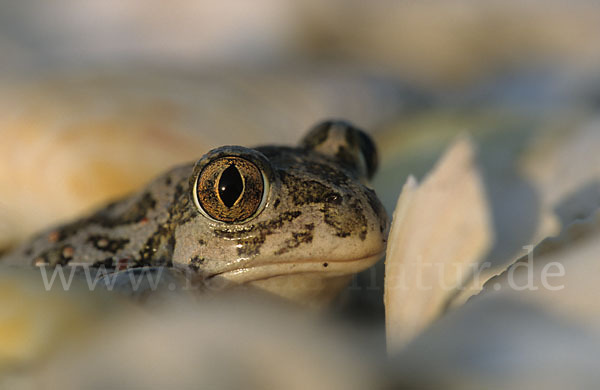 Syrische Schaufelkröte (Pelobates syriacus)