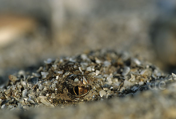 Syrische Schaufelkröte (Pelobates syriacus)