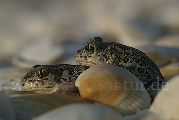 Syrische Schaufelkröte (Pelobates syriacus)