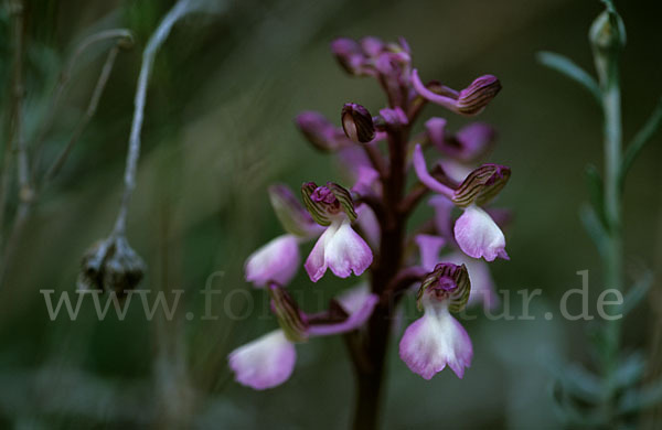 Syrisches Knabenkraut (Orchis syriaca)