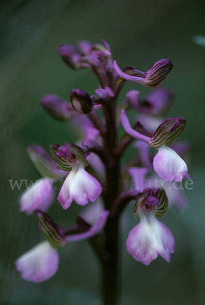 Syrisches Knabenkraut (Orchis syriaca)